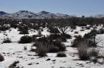 Vegetação que aguenta os rigores do frio e do deserto em Mojave, na Califórnia, nos Estados Unidos